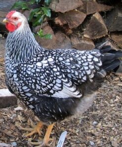 Black Laced Silver Wyandotte Started Pullet