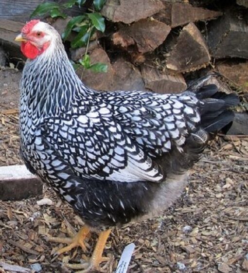 Black Laced Silver Wyandotte Started Pullet