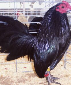 Black Old English Game Bantam