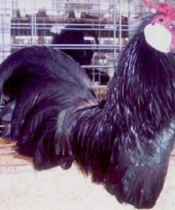 Black Rosecomb Bantam