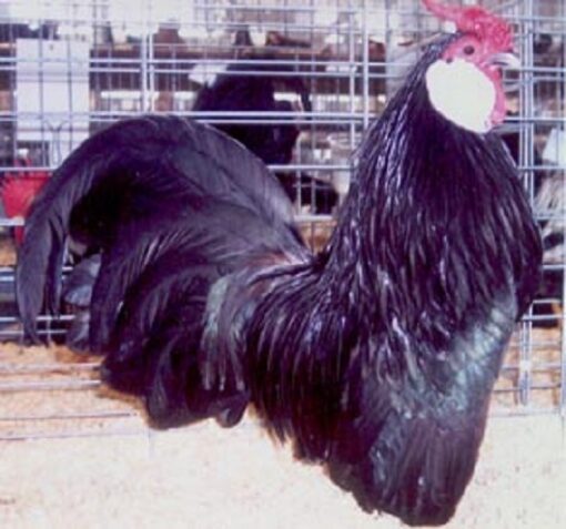 Black Rosecomb Bantam