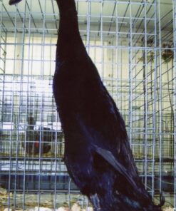 Black Runner Ducks For Sale