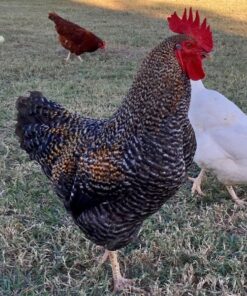 Black Sex Link Chicken