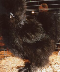 Black Silkie Bantam