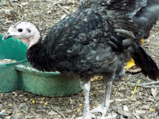 Black Slate Turkey For Sale