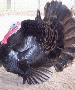 Black Spanish Turkey For sale