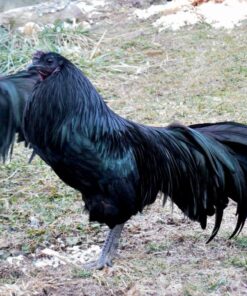 Black Sumatra Chicken