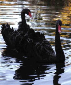 Black Swan