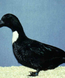 Black Swedish Duck