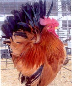 Black Tailed Buff Japanese Bantam