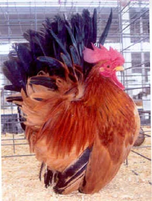 Black Tailed Buff Japanese Bantam