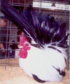 Black Tailed White Japanese Bantam