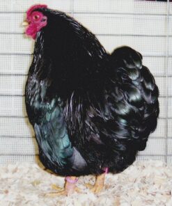 Black Wyandotte Bantam