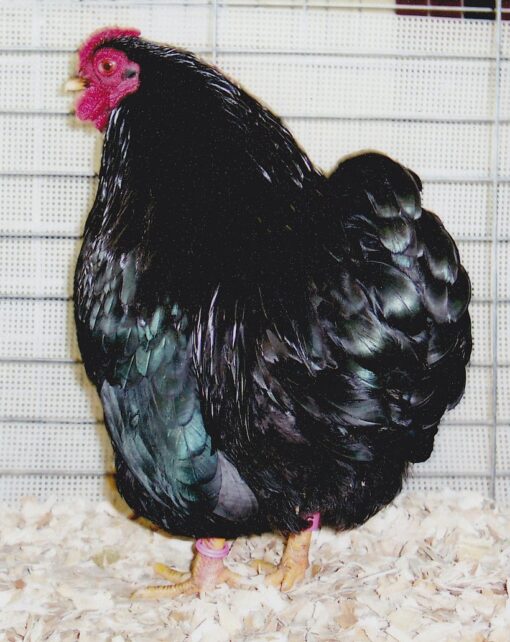 Black Wyandotte Bantam