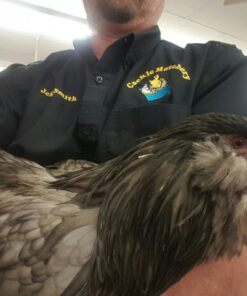 Blue Ameraucana Chicken