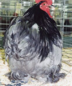 Blue Cochin Bantam