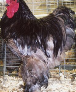 Blue Cochin Standard Chicken