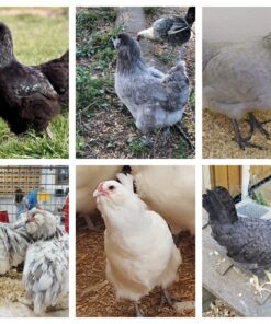Blue Egger Female Surplus