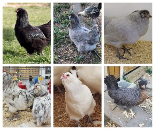 Blue Egger Female Surplus