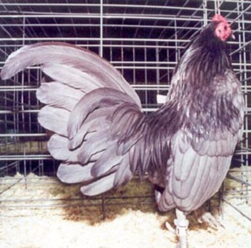 Blue Old English Game Bantam