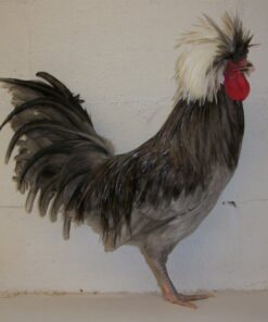 Blue Polish Chicken