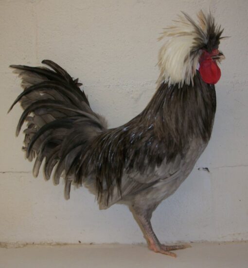 Blue Polish Chicken
