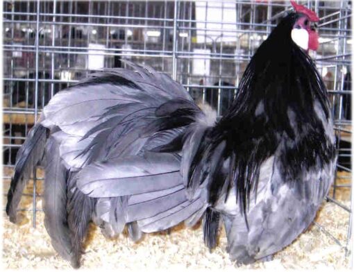 Blue Rosecomb Bantam