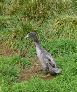 Blue Runner Ducks