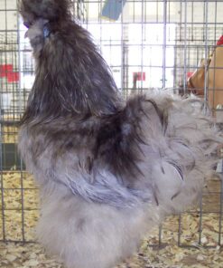 Blue Silkie Bantam