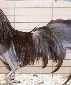 Blue Sumatra Chicken