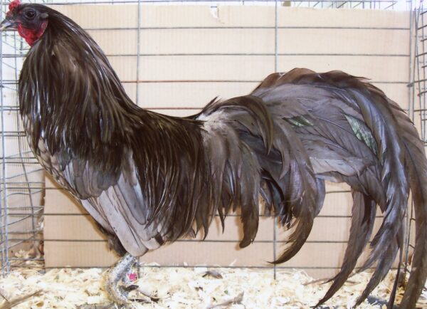 Blue Sumatra Chicken