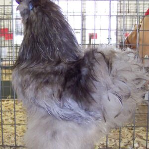 Silkie Chickens For Sale