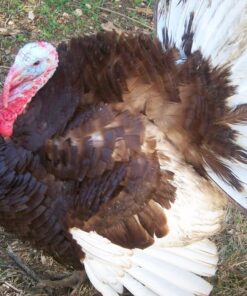 Bourbon Red Turkey For Sale