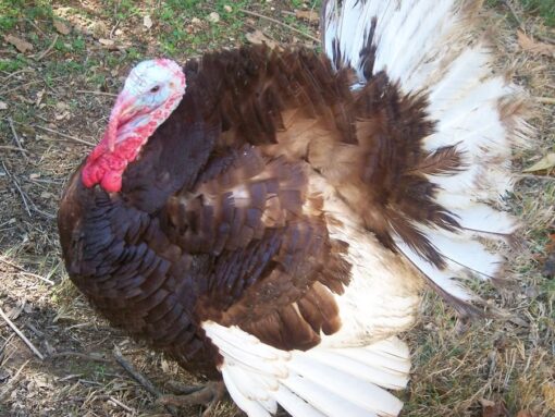 Bourbon Red Turkey For Sale