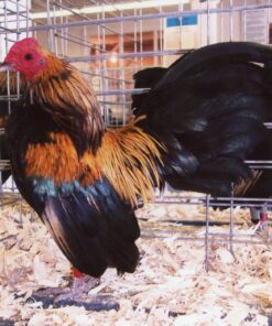 Brassy Back Old English Game Bantam