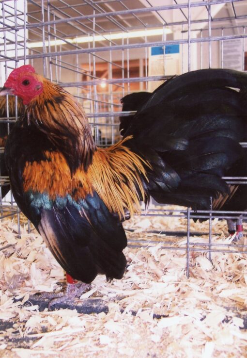 Brassy Back Old English Game Bantam