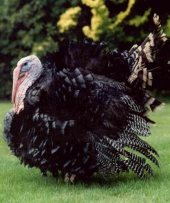 Turkey for Sale