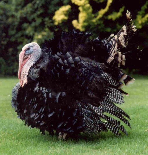 Broad Breasted Bronze Turkey