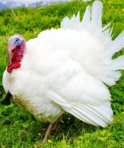 Broad Breasted White Turkey