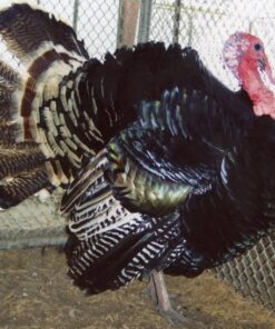 Bronze Heritage Standard Turkey For Sale