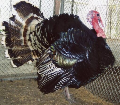 Bronze Heritage Standard Turkey For Sale