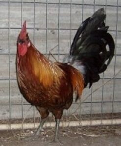 Brown Breasted Brown Red Standard Old English