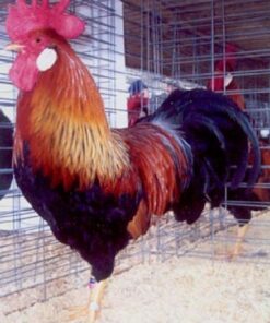 Brown Leghorn Chicken