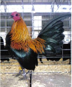 Brown Red Old English Game Bantam