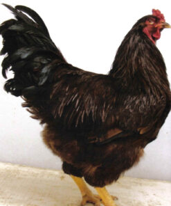 Grown Fowl for Sale