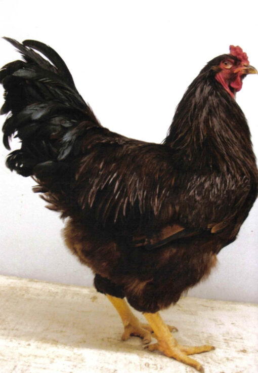 Buckeye Chicken