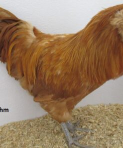 Buff Ameraucanas Chicken