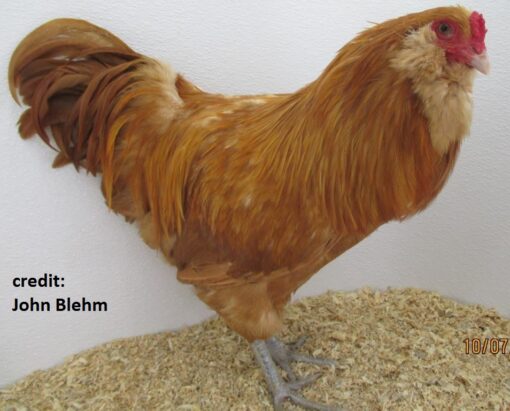 Buff Ameraucanas Chicken