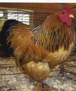 Buff Brahma Bantam
