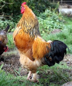 Buff Brahma Chicken